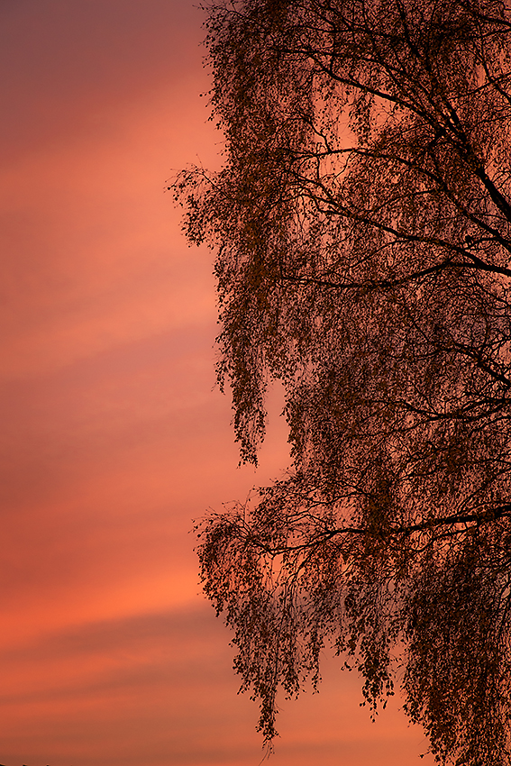 700. Birch and autumn sunset, Bellahouston Park,  Glasgow