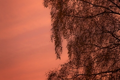 700. Birch and autumn sunset, Bellahouston Park,  Glasgow