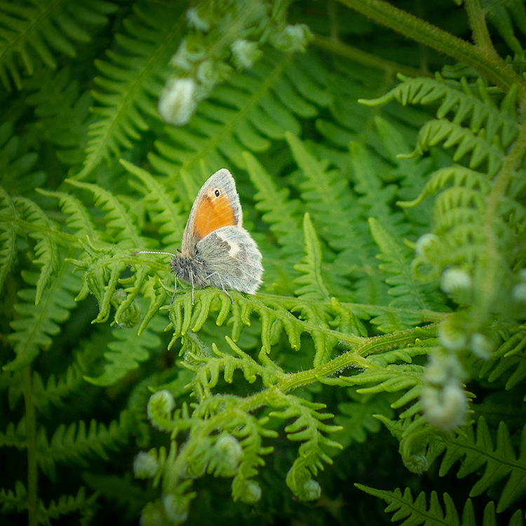 455. Small Heath Butterfly