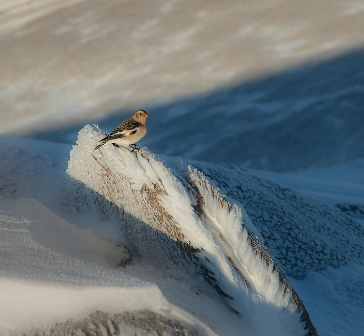 087. Snow Bunting, Cairngorms